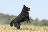 SCHIPPERKE 051